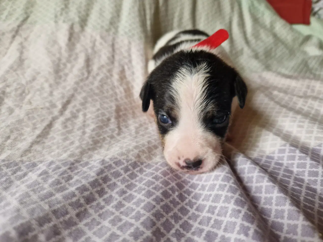 Billede 9 - Dansk svensk gårdhund jack russel