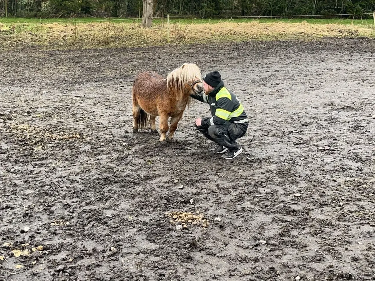 Billede 7 - Shetlands vallak - 6 år