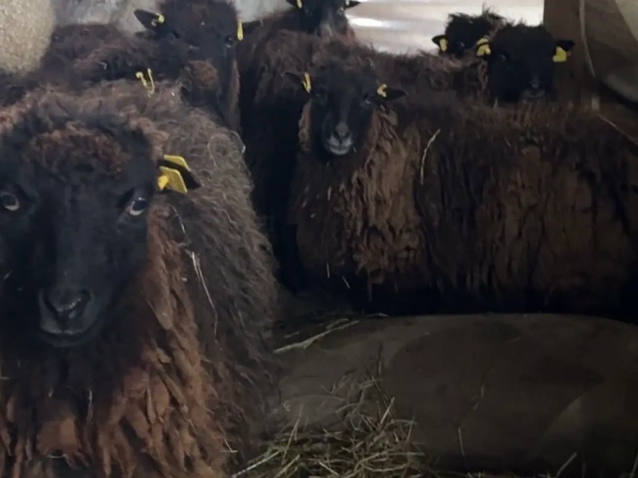 Billede 2 - 10 styks, Quessant Får