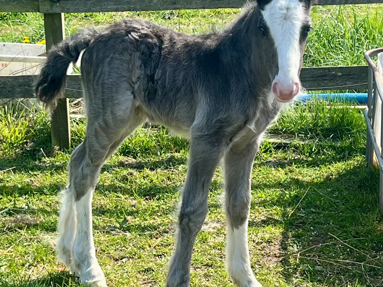 Billede 1 - Mini Irish cob hingsteføl 