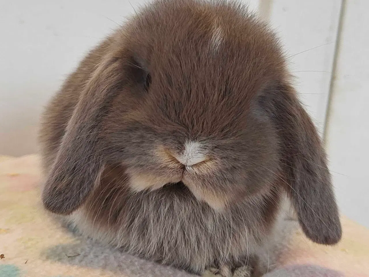 Billede 16 - Minilop