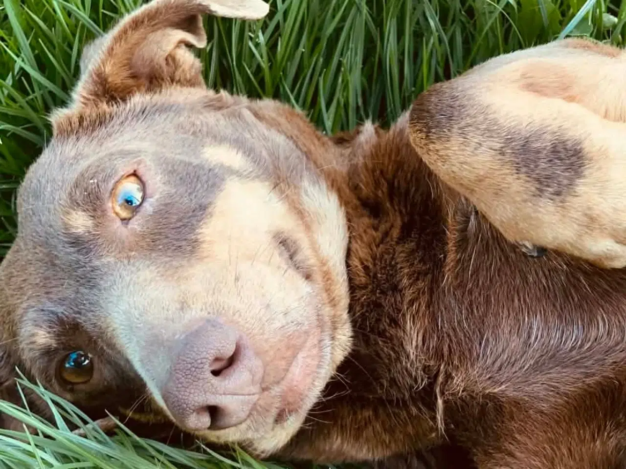 Billede 1 - Gravhund tæve