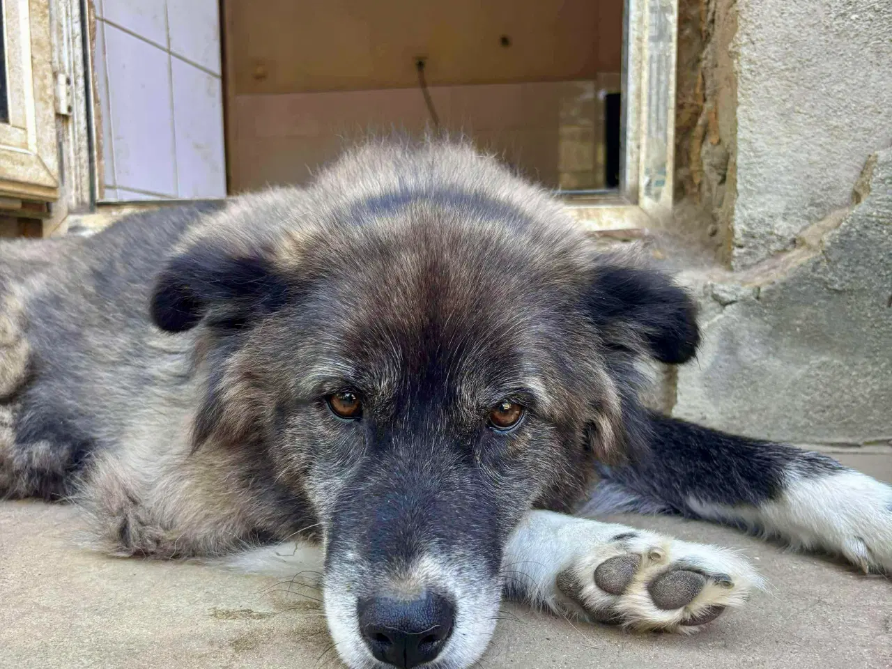 Billede 1 - Vidunderlige Viva søger sin helt egen familie 💝🫶