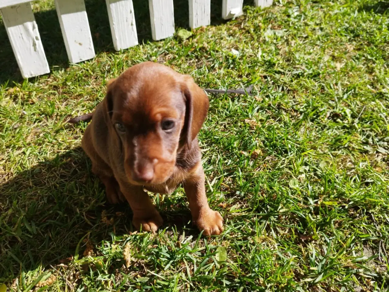 Billede 5 - Gravhunde hvalpe korthåret 