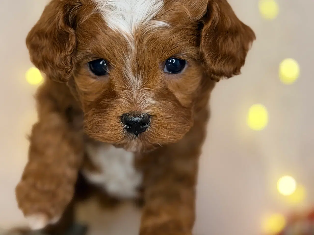 Billede 12 - Cavapoo dreng