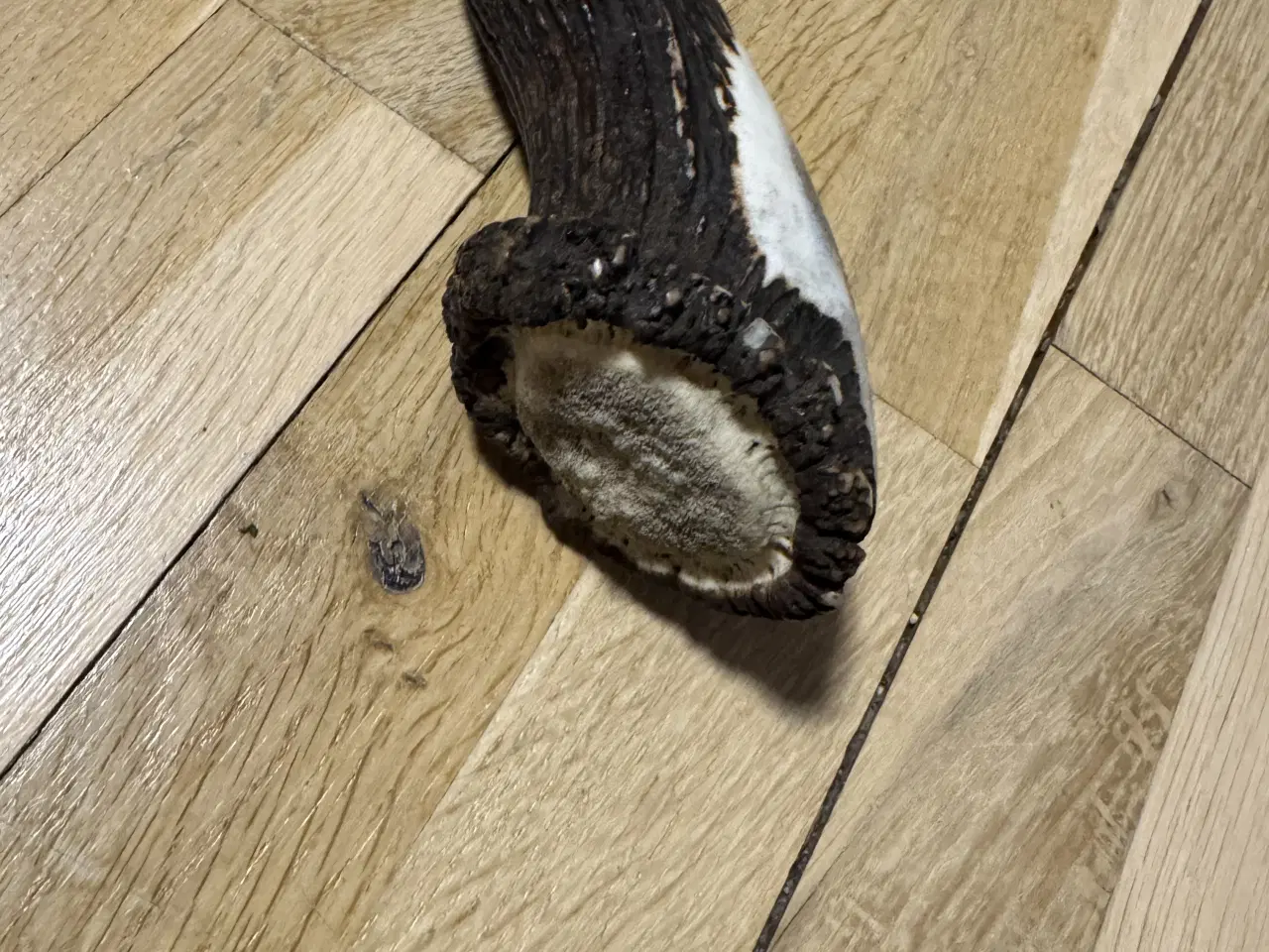 Billede 6 - Sværd eller mega stor kniv 