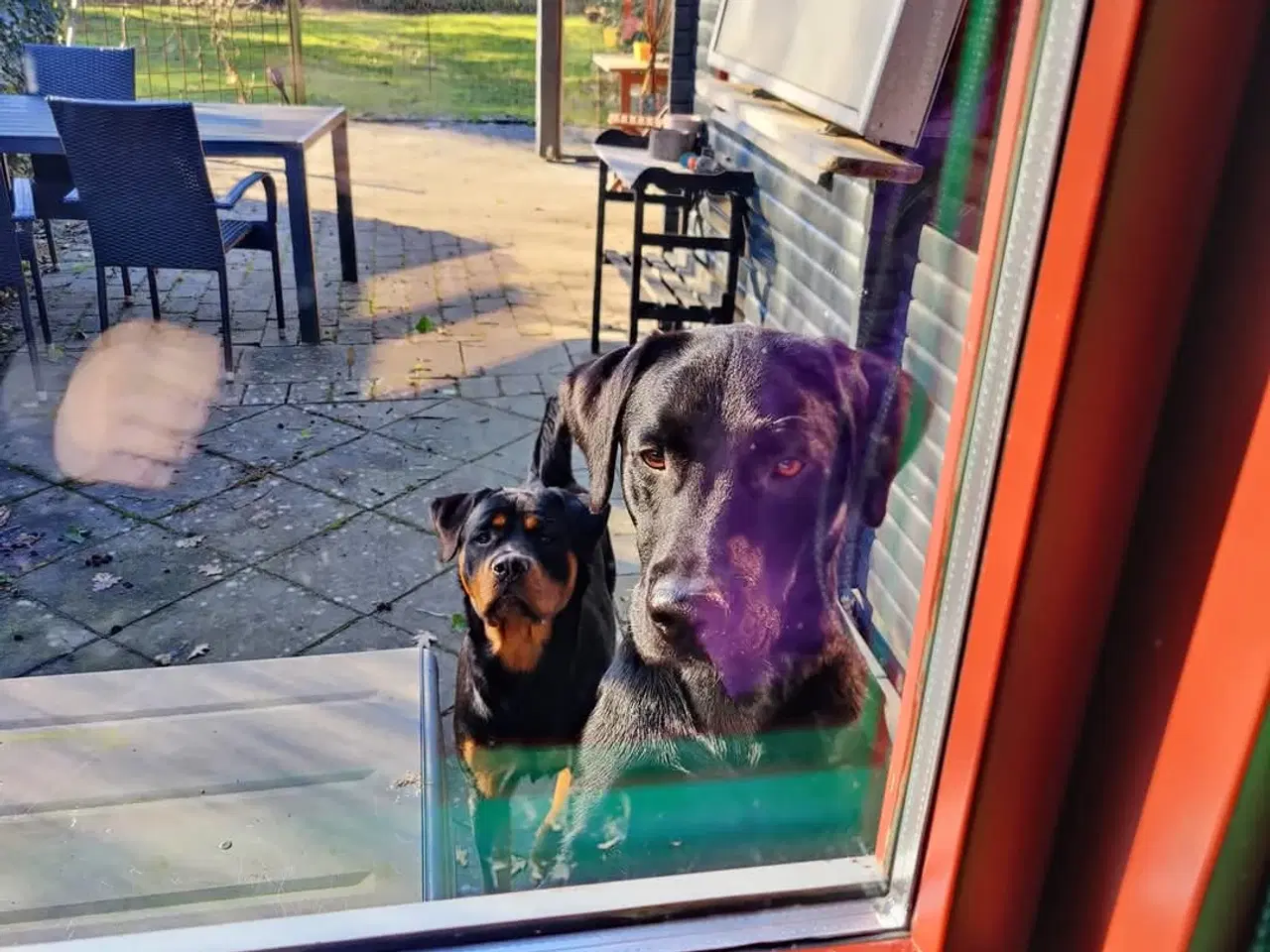 Billede 9 - GRATIS Labrador/rottweiler hvalp på 5 måneder 