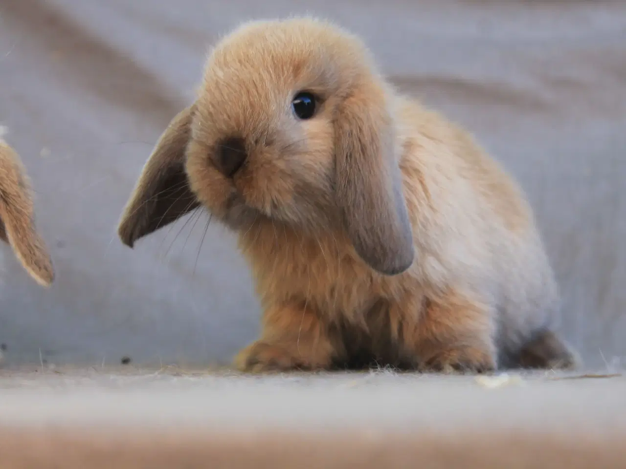 Billede 2 - Mini lops drenge