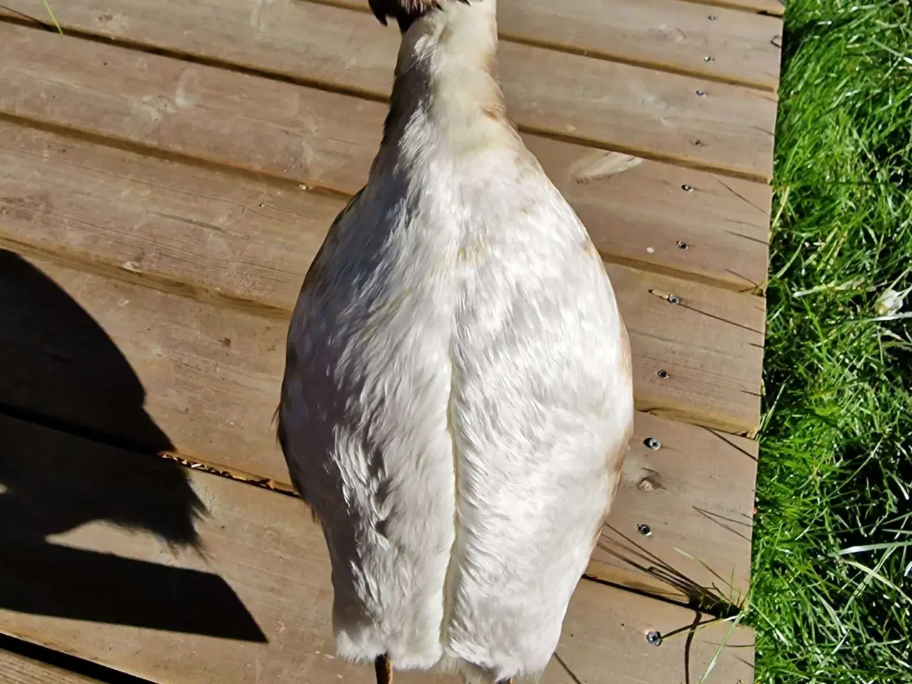 Billede 6 - Toppet lappedykker, udstoppet, sælges