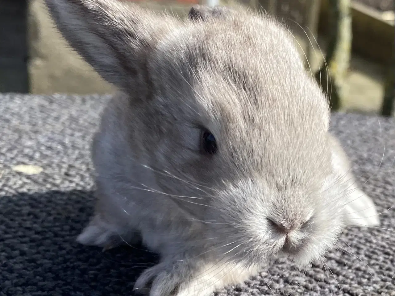 Billede 6 - FRANSK VÆDDER HAN VILDT BRUN