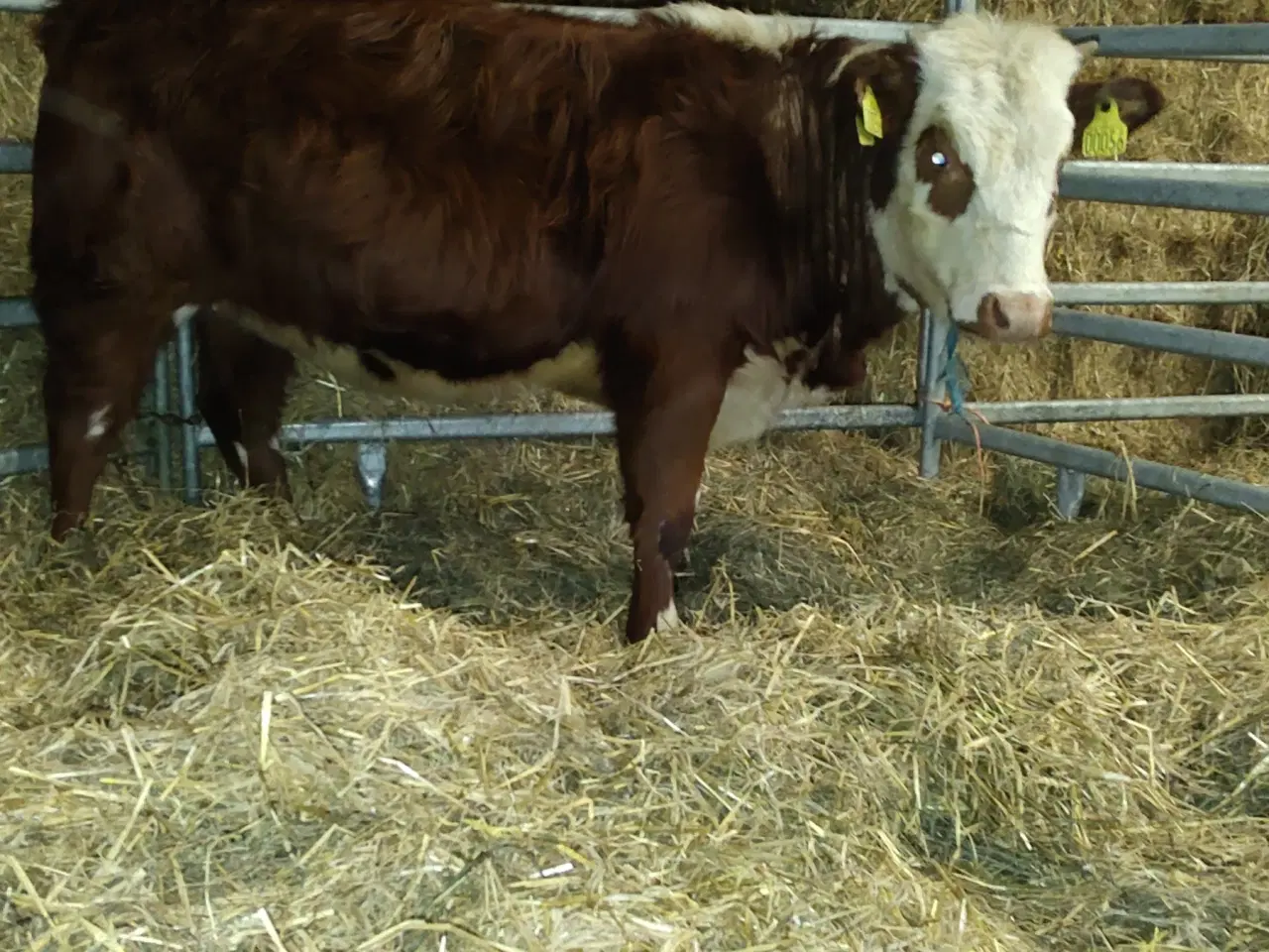 Billede 1 - Mini Hereford 