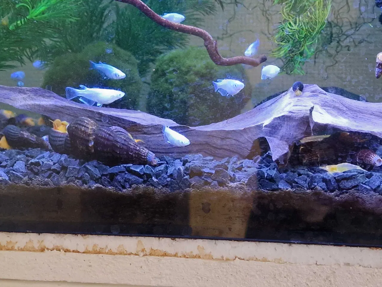 Billede 4 - Japansk Risfisk Medaka