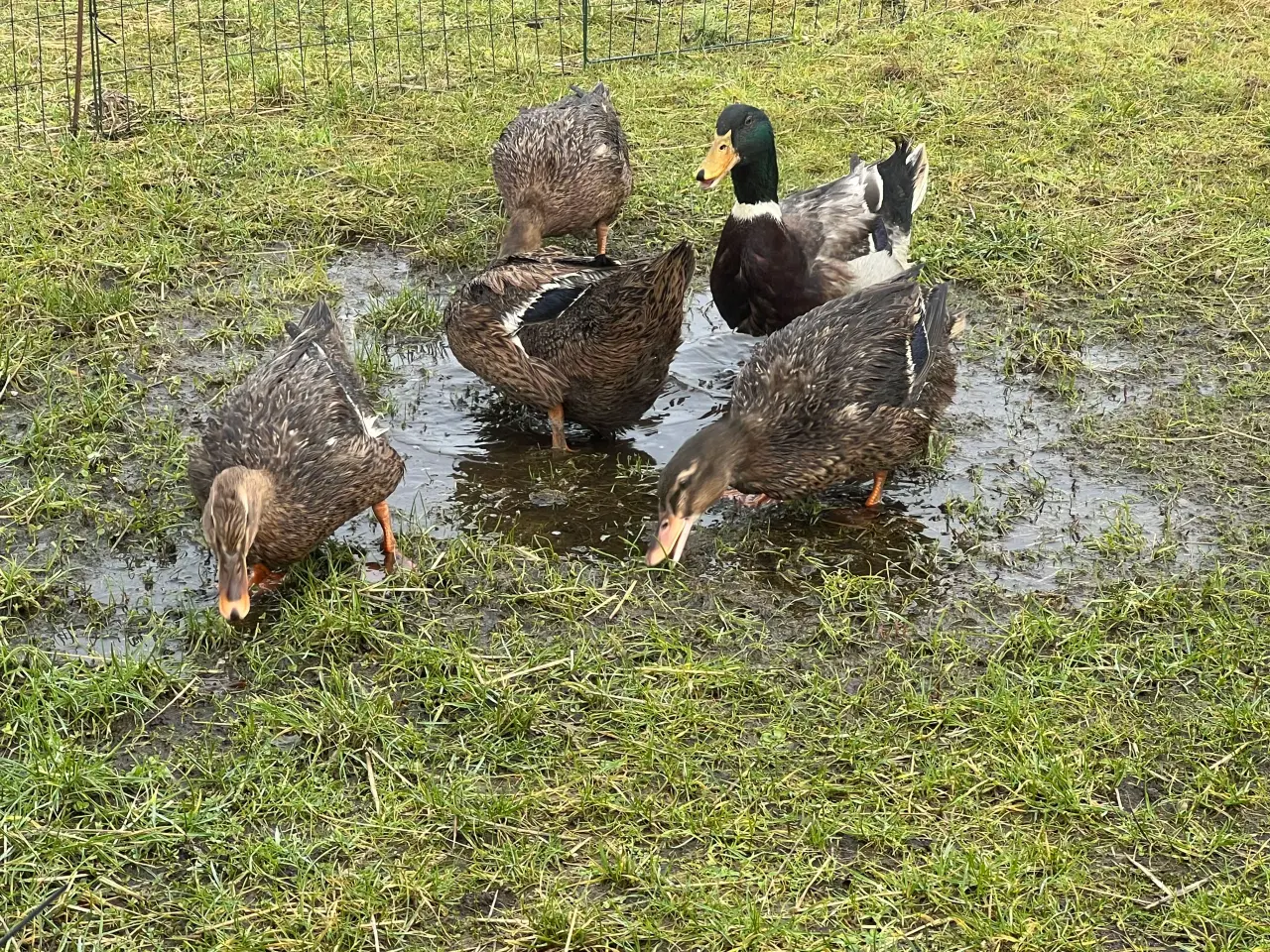 Billede 1 - Rugeæg Rouen ænder