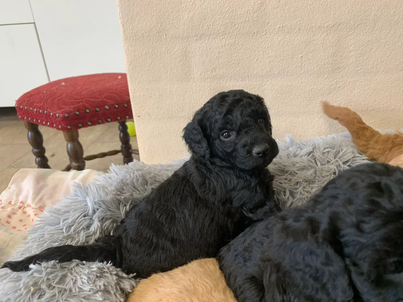 Billede 10 - Mini Golden Doodle F1B babyer 