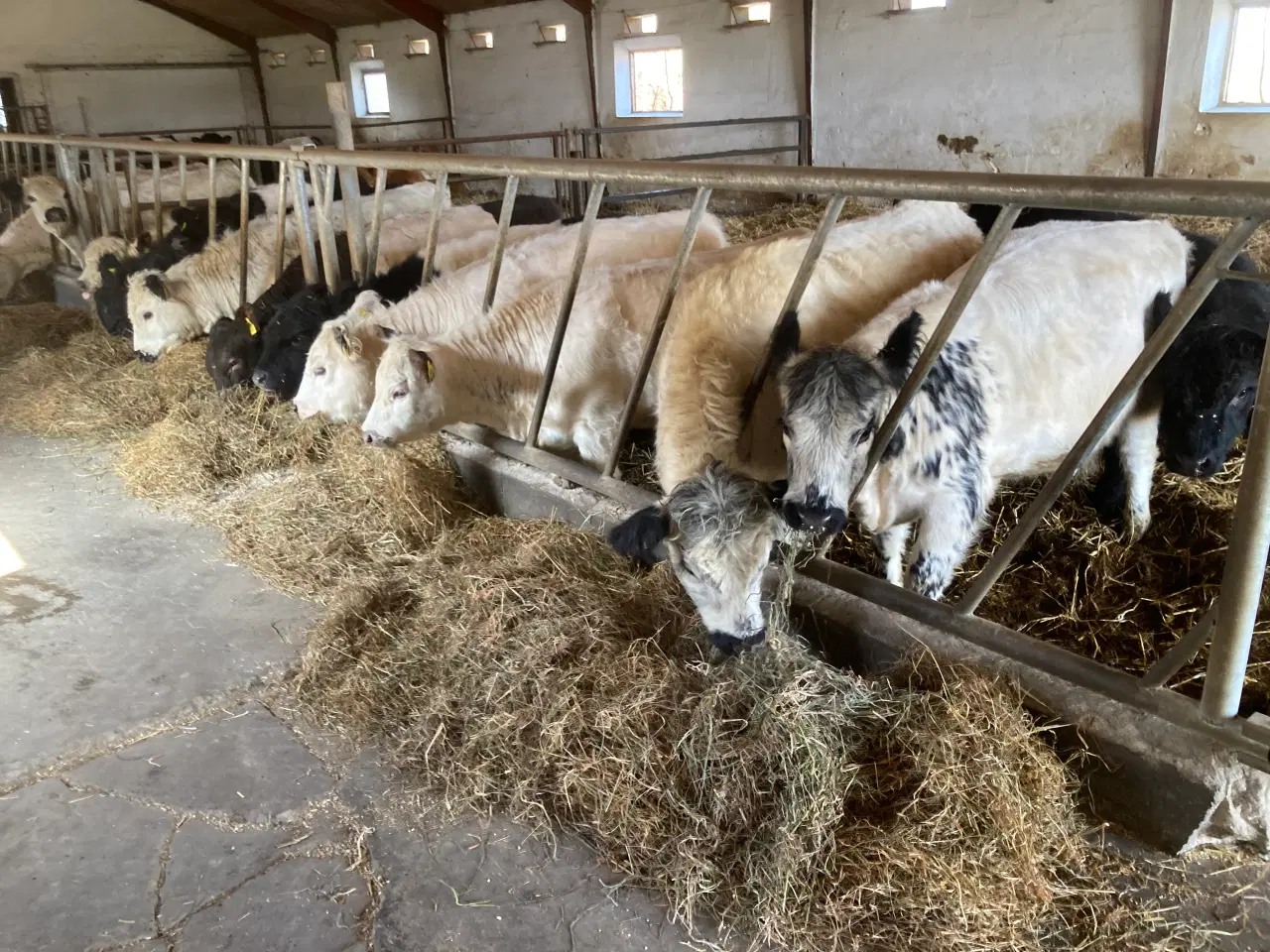 Billede 4 - Galloway kvier, løbekvier