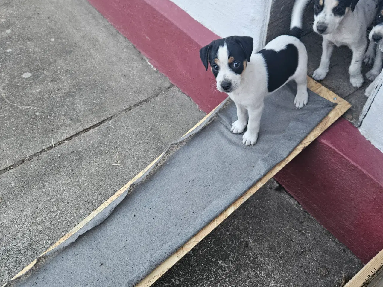 Billede 3 - Dansk svensk gårdhund hvalpe 