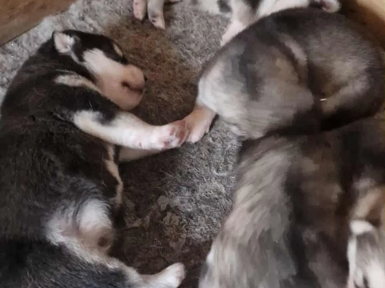 Billede 3 - 🎄 Alaskan Malamute hvalpe – klar til juleferien! 