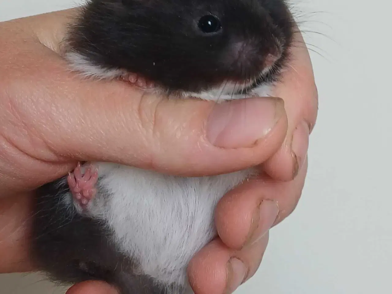 Billede 6 - Guldhamster unger