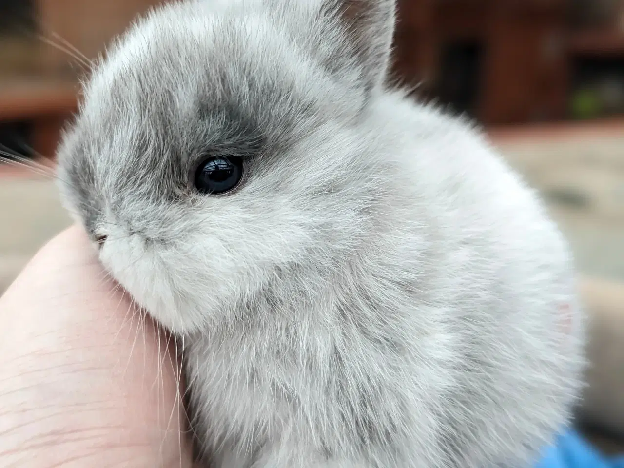 Billede 7 - Hermelin kaninunge sælges 