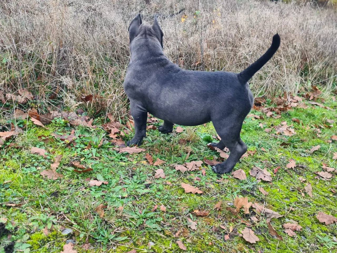 Billede 5 - American Bully Pocket abkc