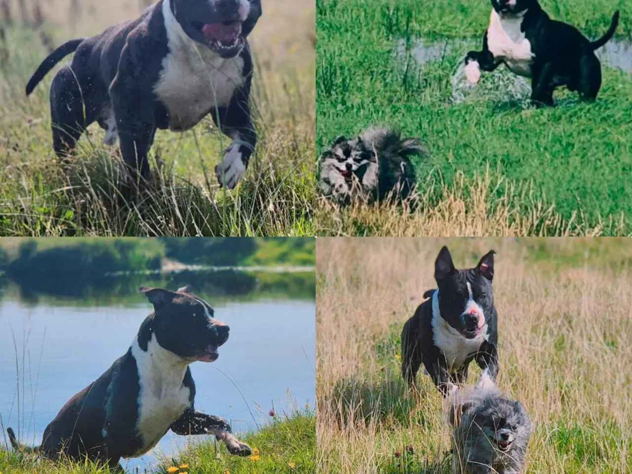 Billede 5 - Xl bully han