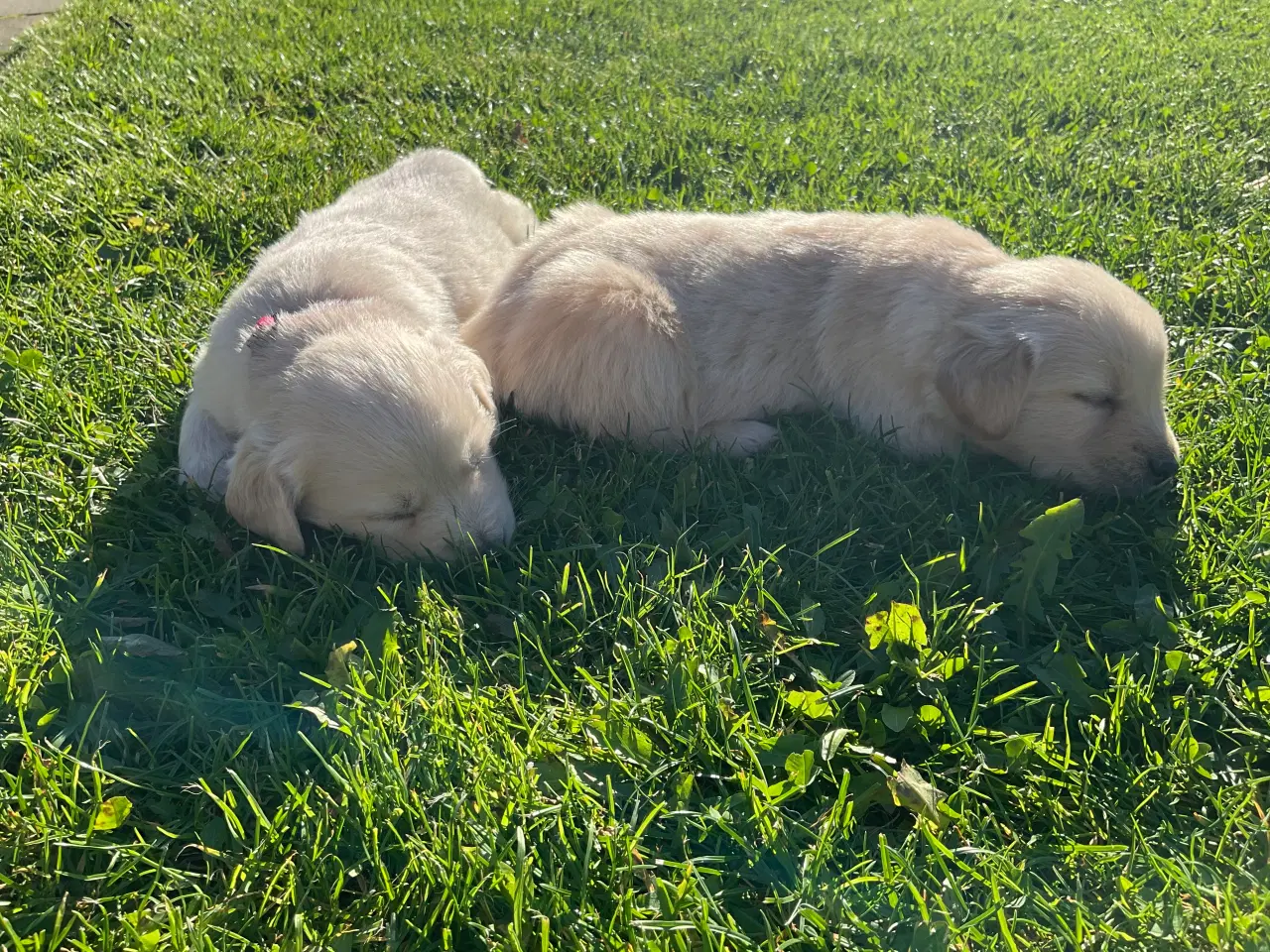 Billede 7 - Golden Retriever hvalpe