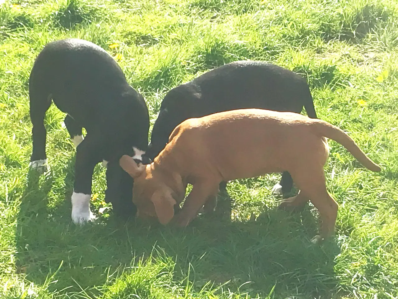 Billede 3 - Staffordshire Bull terrier hvalpe