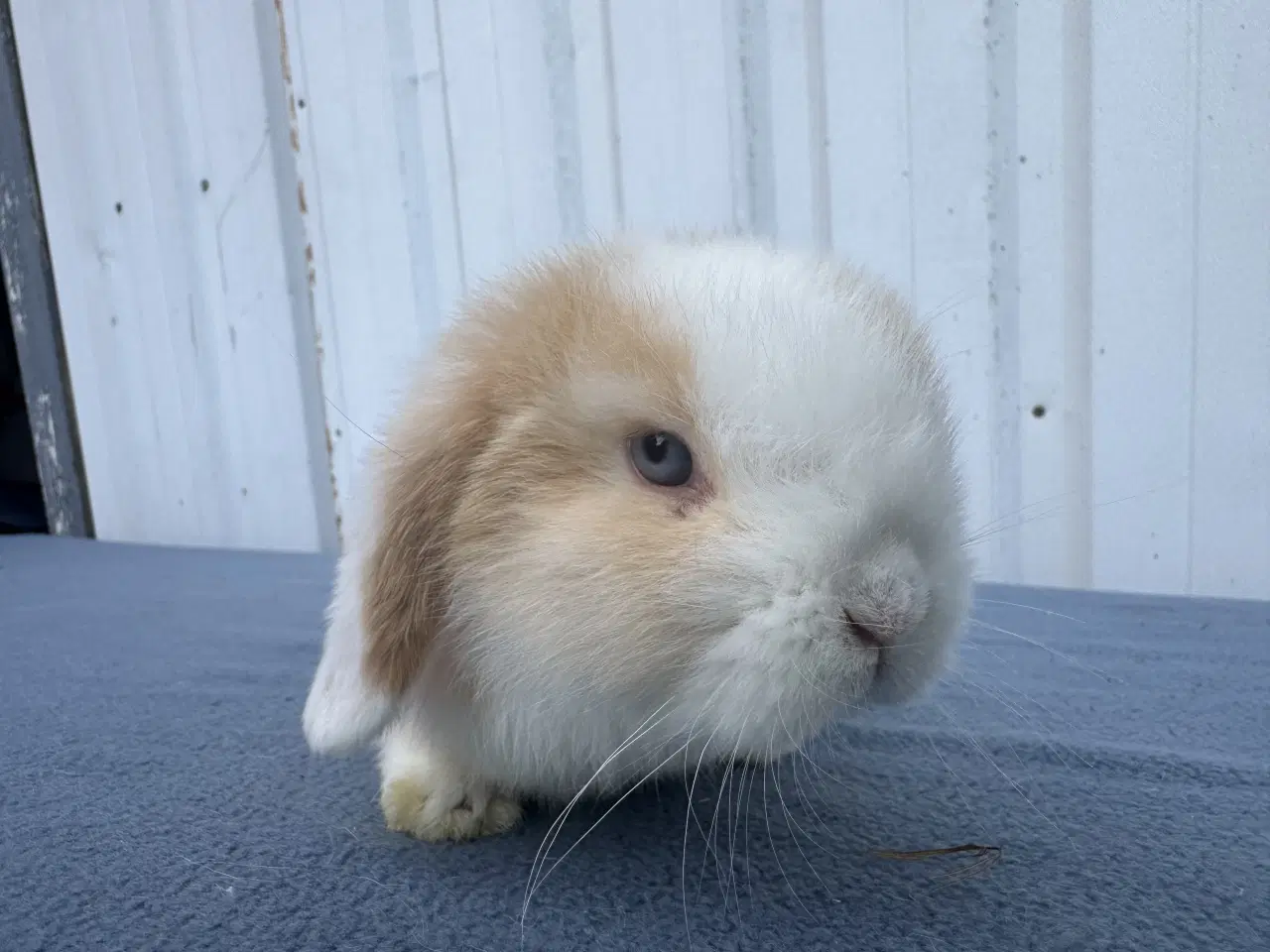 Billede 3 - Mini lop hankanin