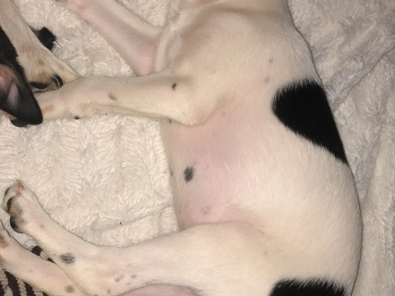 Billede 2 - Fedtmule og Batman søger nye hjem