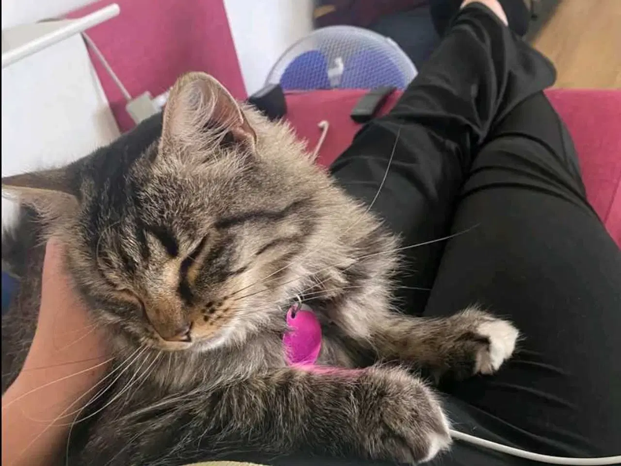 Billede 1 - Kat Maine coon blanding