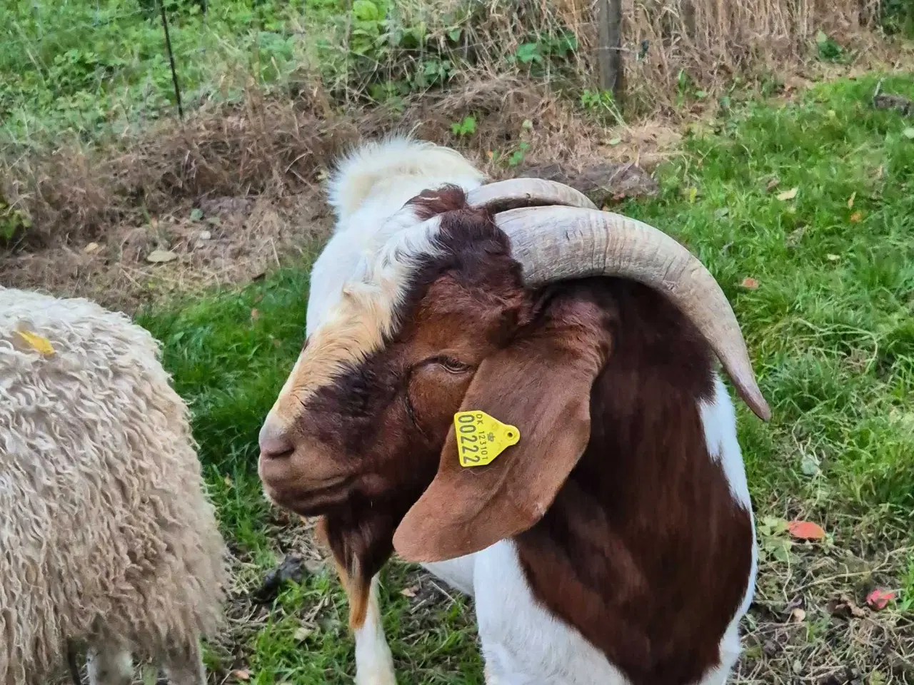 Billede 1 - Boer buk raceren