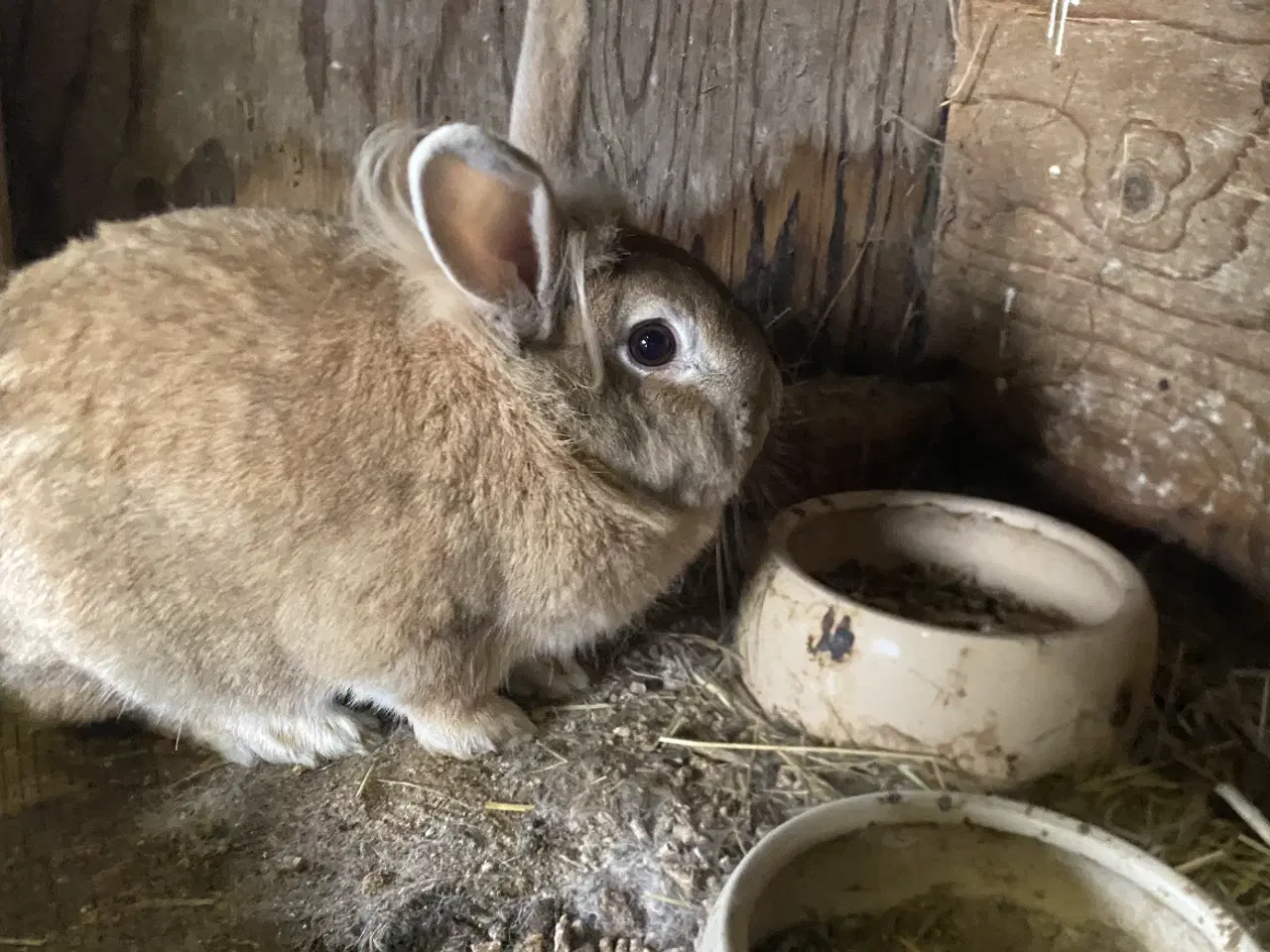 Billede 4 - To hånd tamme løvehoveder