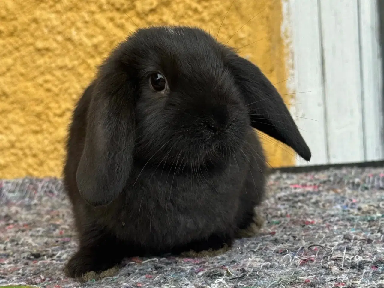 Billede 7 - Han Dværgvædder unge sælges 