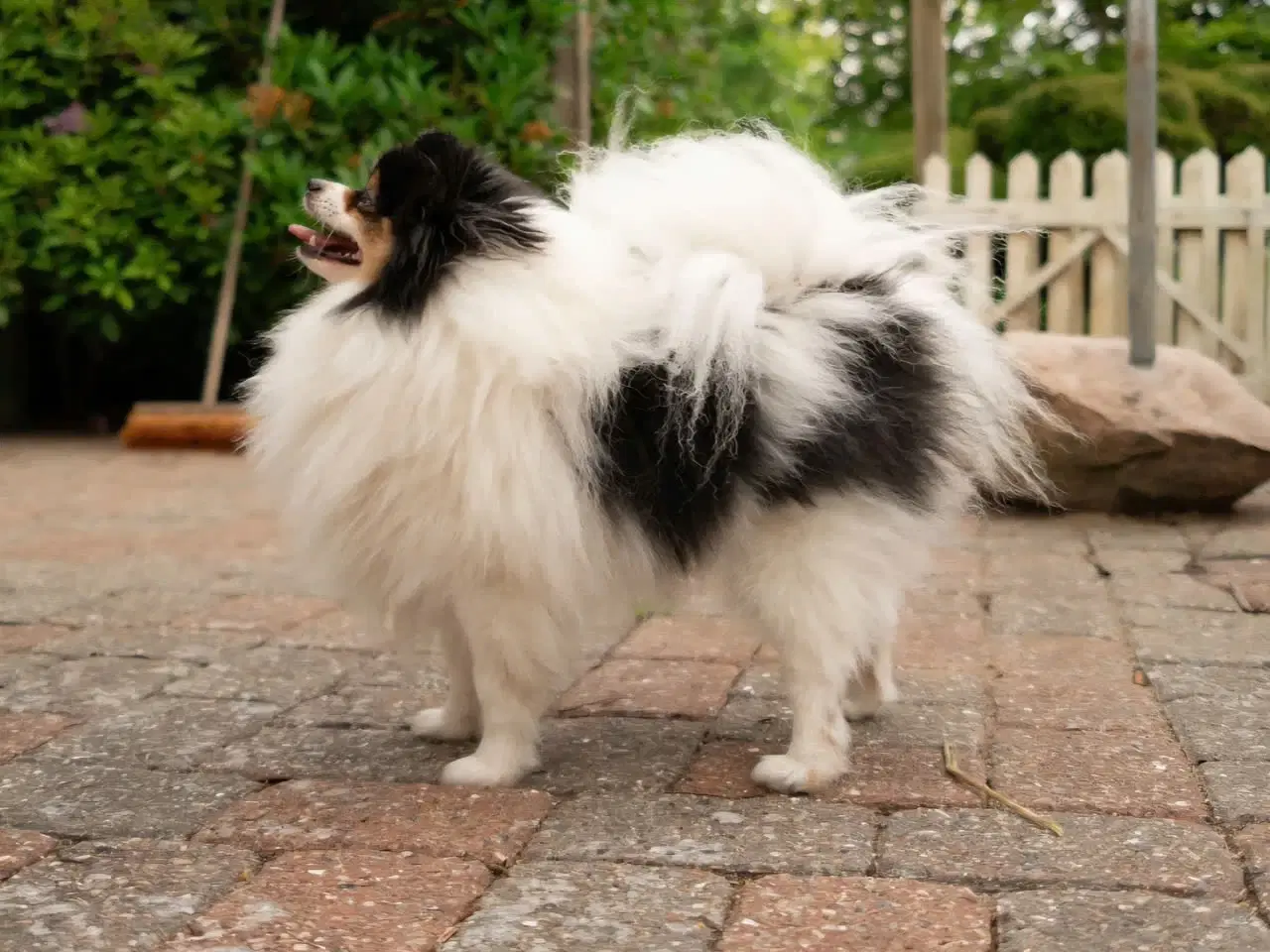 Billede 15 - Pomeranian hvalpe 