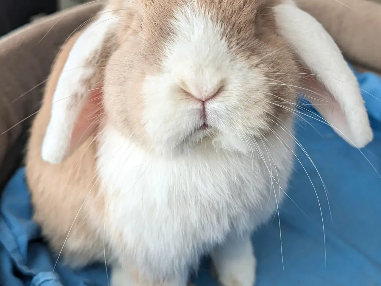Billede 2 - Kastreret minilop kanin 