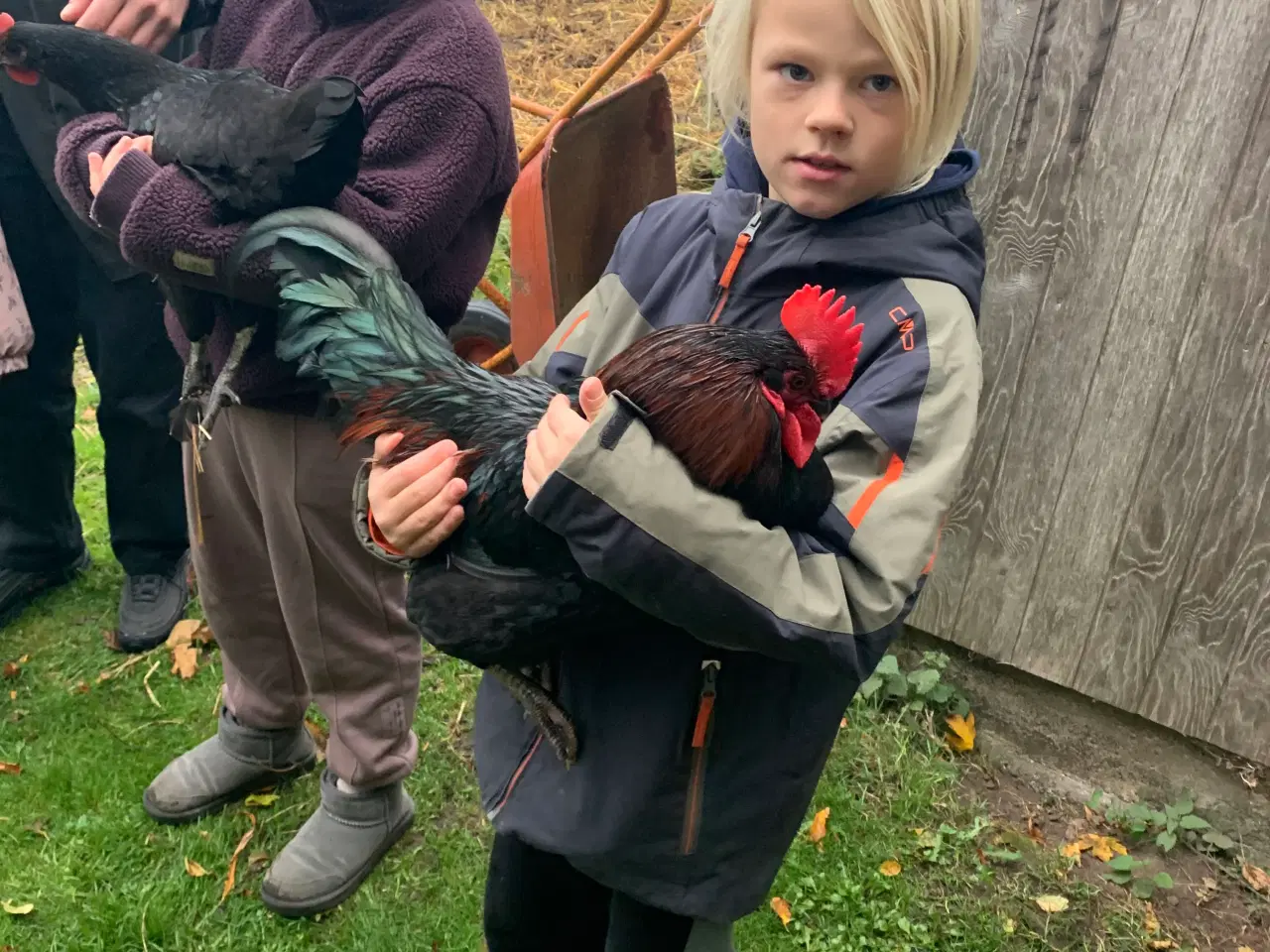 Billede 2 - Tam hane fra 2024