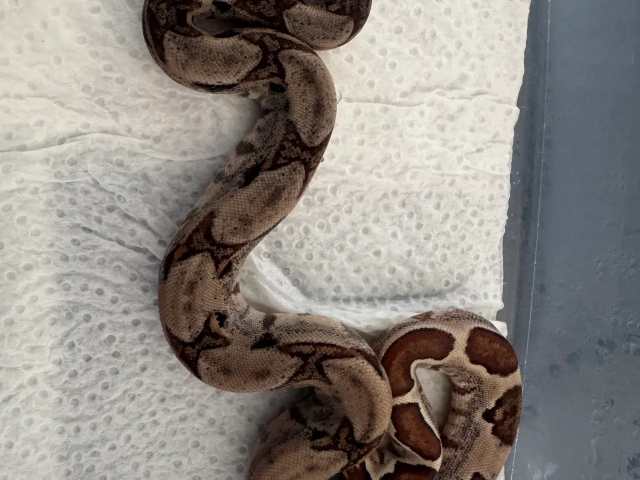 Billede 13 - Boa constrictor 