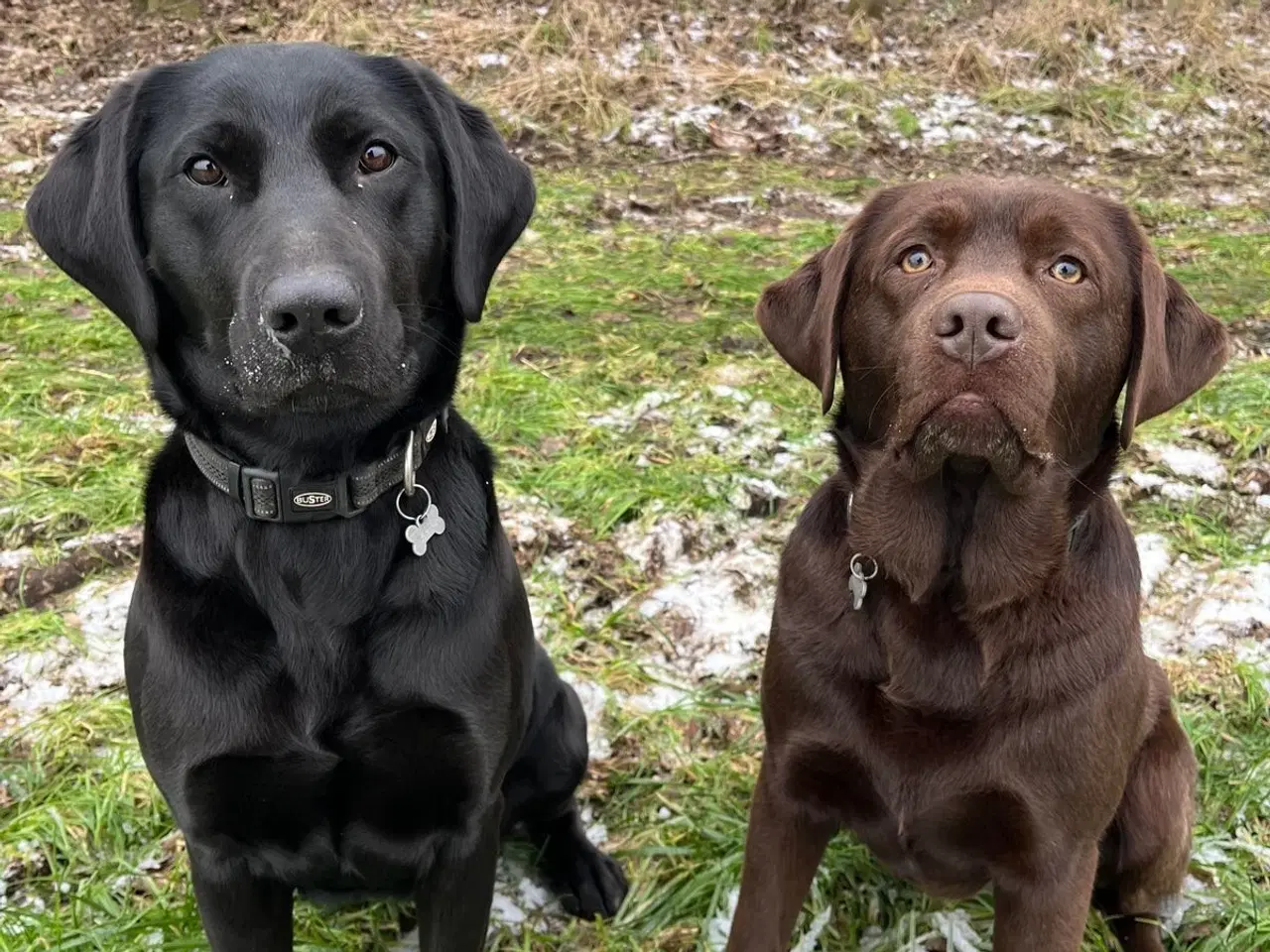 Billede 5 - Skønne Labradorhvalpe sælges