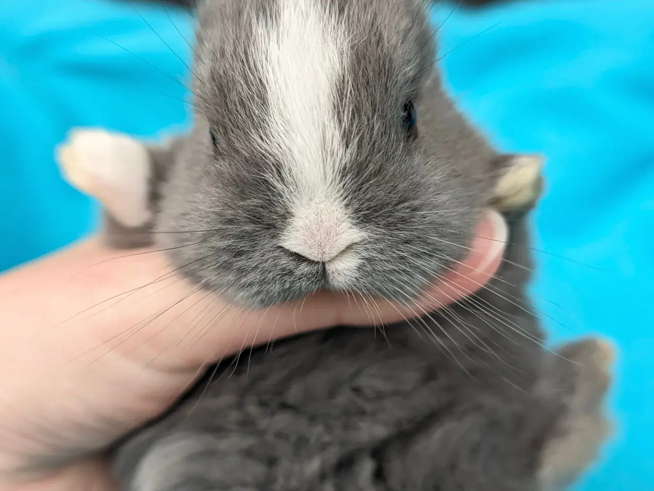 Billede 4 - Hermelin kaninunge sælges 