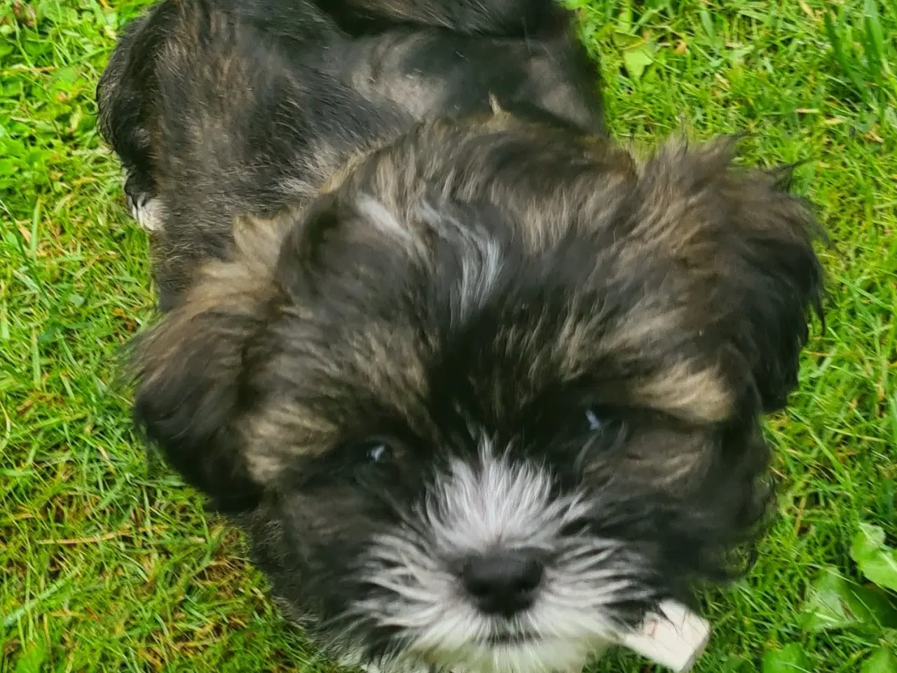 Billede 6 - Lhasa Apso hvalp med stambog