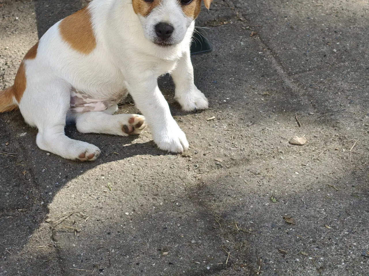 Billede 17 - Lækker Jack Russell Terrier hvalpe