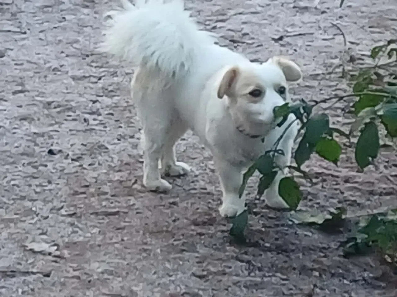 Billede 2 - Molly - kærlig glad pige leder efter sit hjem