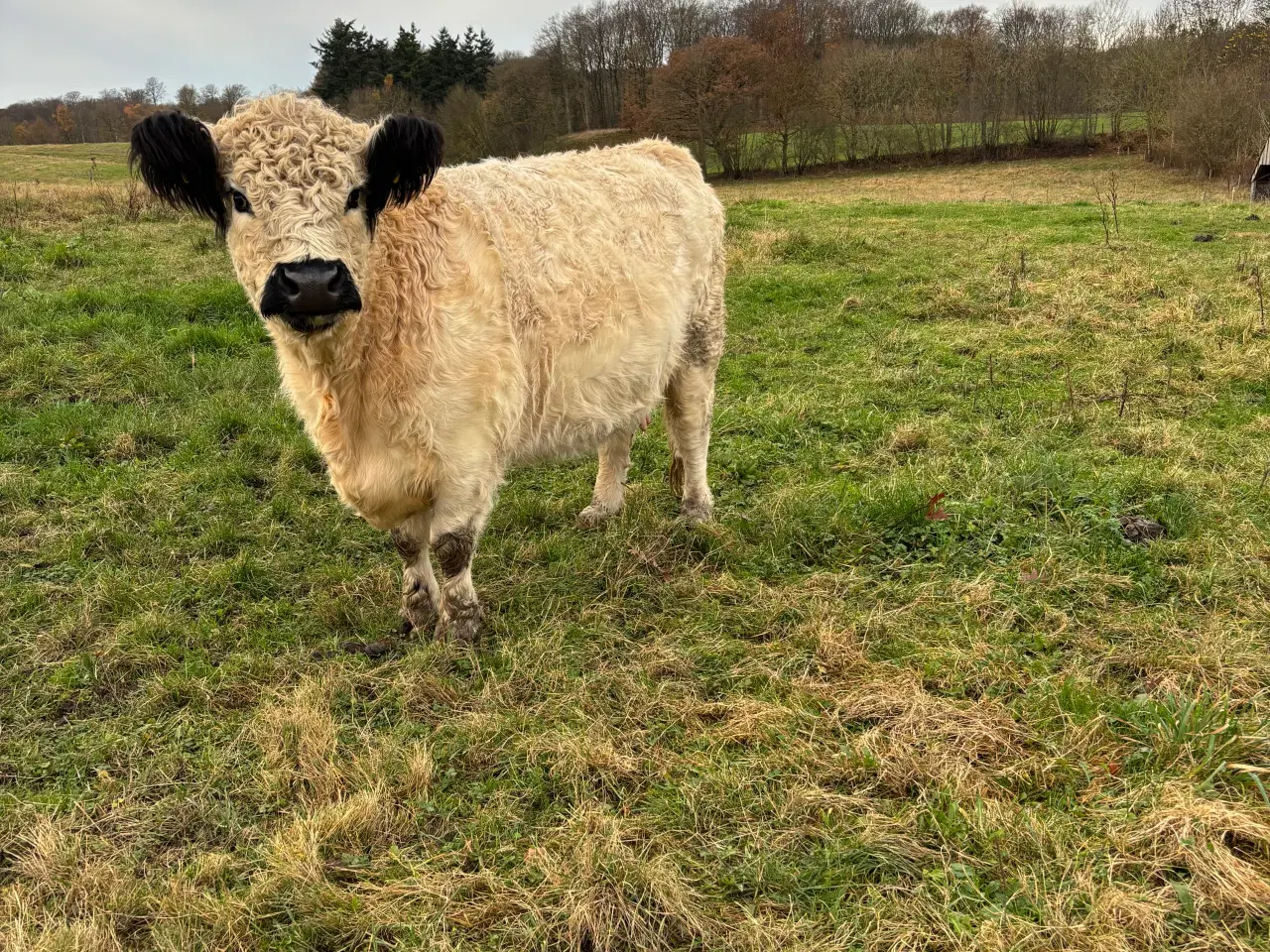 Billede 4 - Lille galloway besætning sælges
