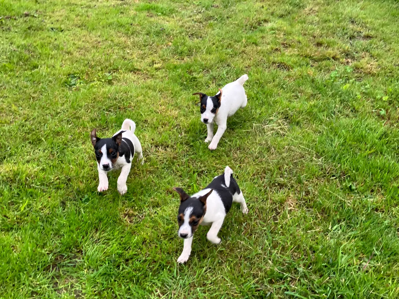 Billede 5 - Dansk Svenk Gårdhund
