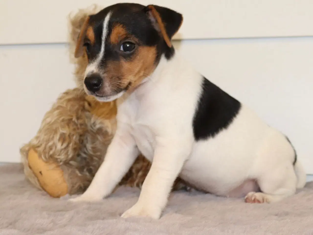 Billede 7 - Jack Russell hvalpe