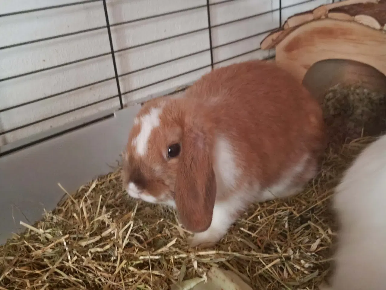 Billede 4 - 2 stk unge hunner med bur 