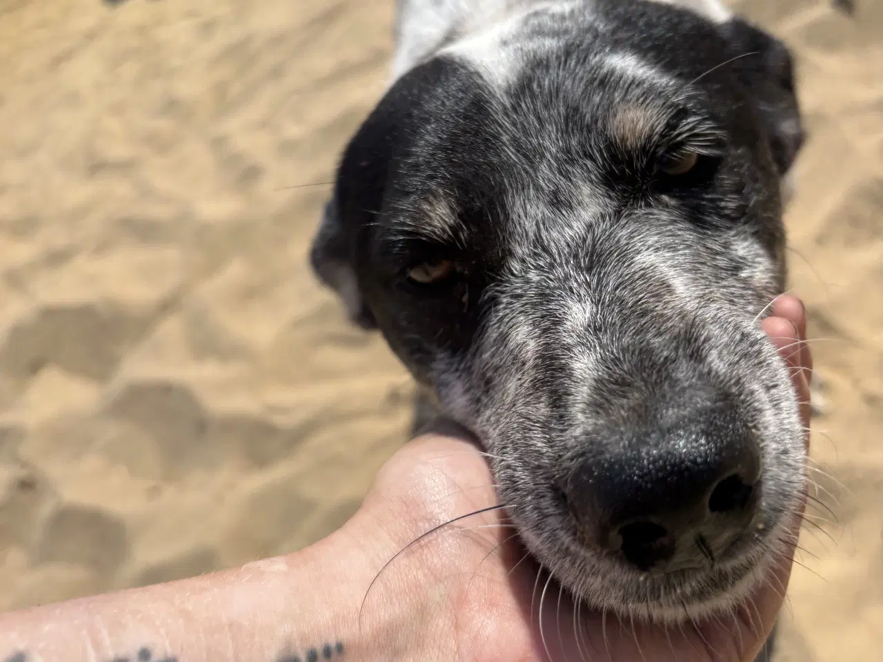 Billede 13 - Bella til adoption! 🩷