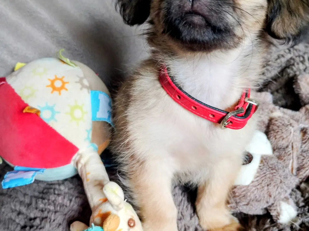 Billede 4 - Dejlige små race blandinge