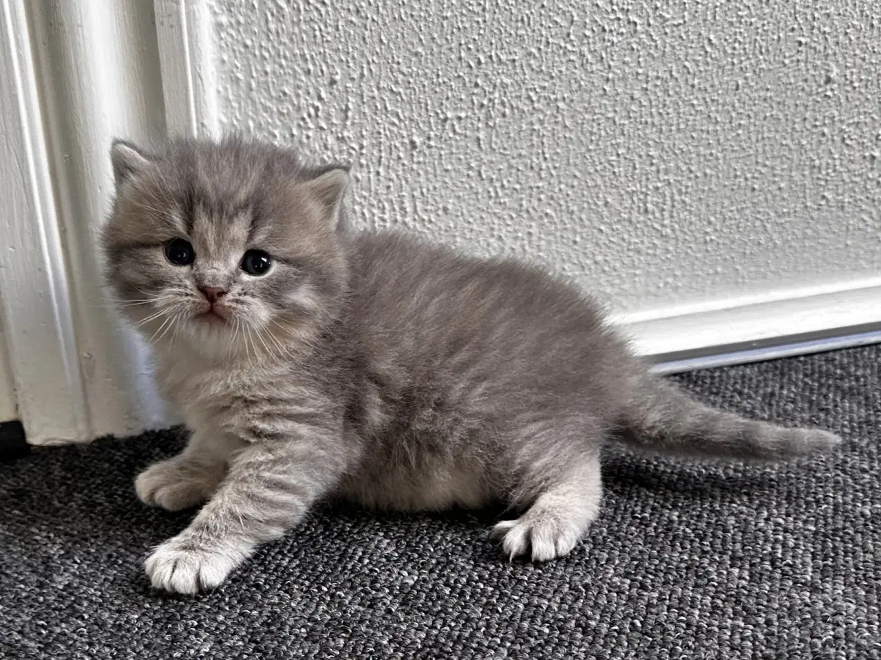 Billede 1 - British shorthair killinger søger hjem