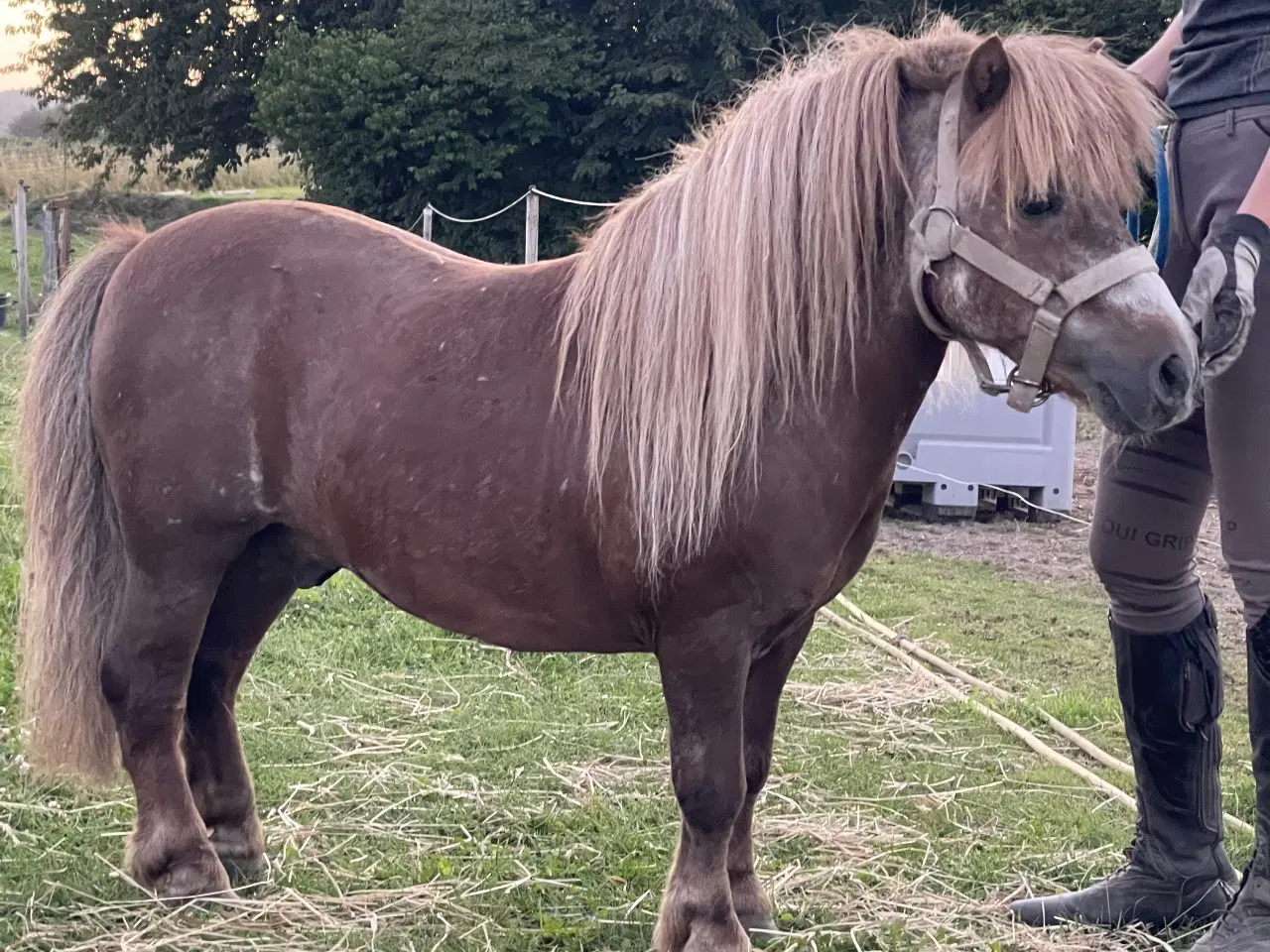 Billede 1 - MEST CHARMERENDE LILLE HINGST